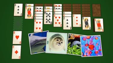 Solitaire Deniz Yaşamı MUAYENE logo