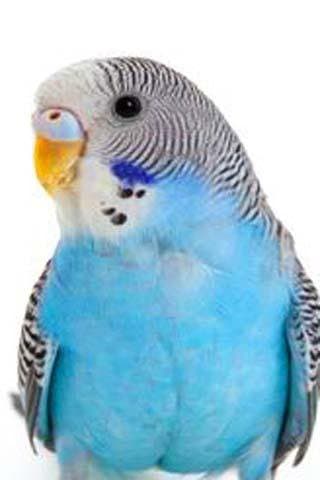 How To Draw Cute Cartoon Bird APK logo