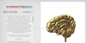 Interactive Body 1.0 logo