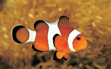 Clownfish Voice Changer logo